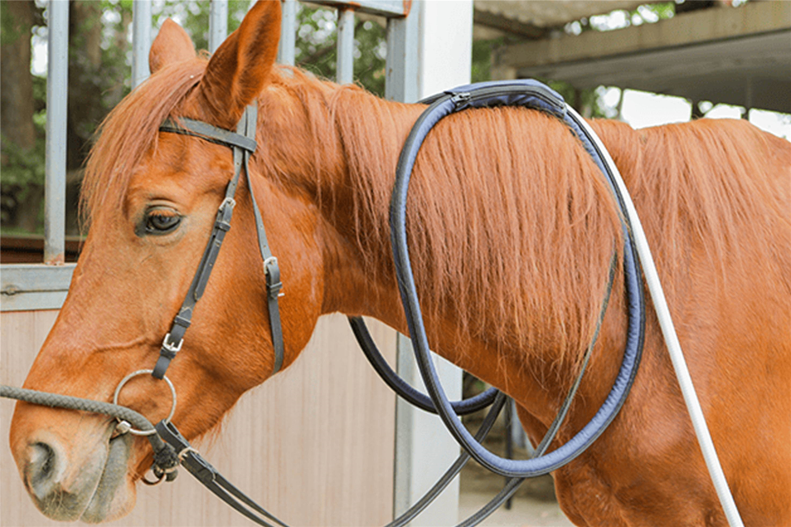 PEMF Therapy for horses PEMF Therapy for horses